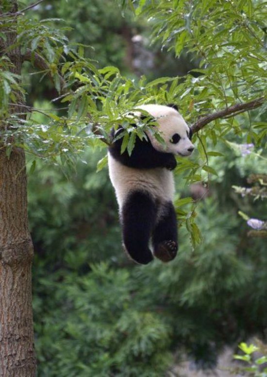 hanging panda