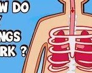 Come Learn How Your Lungs Work [VIDEO]